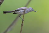 Blue-gray Gnatcatcher