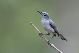 Blue-gray Gnatcatcher
