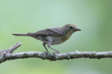 Pine Warbler