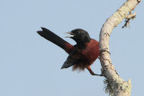 Orchard Oriole