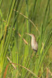 Least Bittern