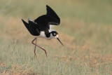 Black-necked Stilt