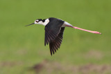 Black-necked Stilt