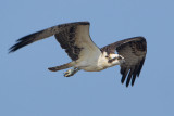 Osprey