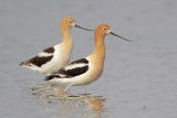 American Avocet