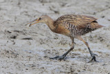 Clapper Rail