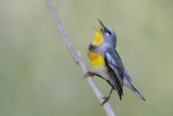 Northern Parula