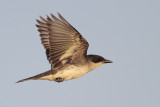 Eastern Kingbird