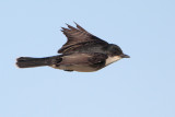 Eastern Kingbird