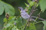 Yellow-throated Warbler