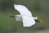 Snowy Egret