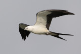 Swallow-tailed Kite