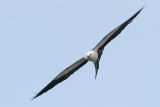 Swallow-tailed Kite