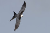 Swallow-tailed Kite