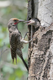 Northern Flicker