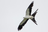 Swallow-tailed Kite