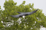 Swallow-tailed Kite