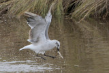 Laughing Gull