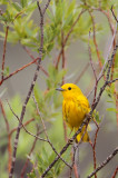 Yellow Warbler