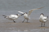 Sandwich Tern