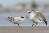 Sandwich Tern