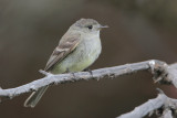 Dusky Flycatcher