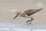 Western Sandpiper