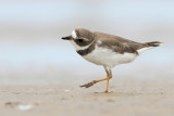 Semipalmated Plover