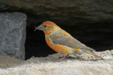 Red Crossbill