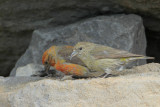 Red Crossbill
