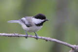 Black-capped Chickadee