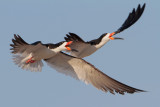 Black Skimmer