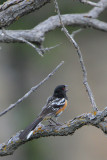 Spotted Towhee