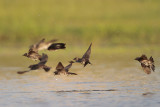 Purple Martin