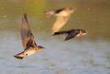 Purple Martin