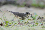 Louisiana Waterthrush