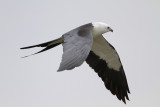 Swallow-tailed Kite