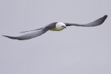 Swallow-tailed Kite