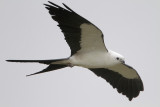 Swallow-tailed Kite