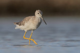 Greater Yellowlegs
