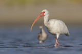 White Ibis