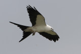 Swallow-tailed Kite