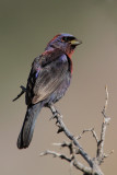 Varied Bunting