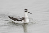 Red-necked Phalarope