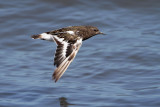 Black Turnstone