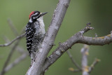 Nuttalls Woodpecker