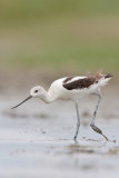 American Avocet