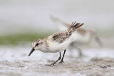 Semipalmated Sandpiper