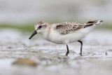 Semipalmated Sandpiper