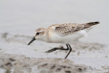 Semipalmated Sandpiper